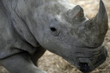 Deux rhinocéros ont été tué parc zoologique de Thoiry
